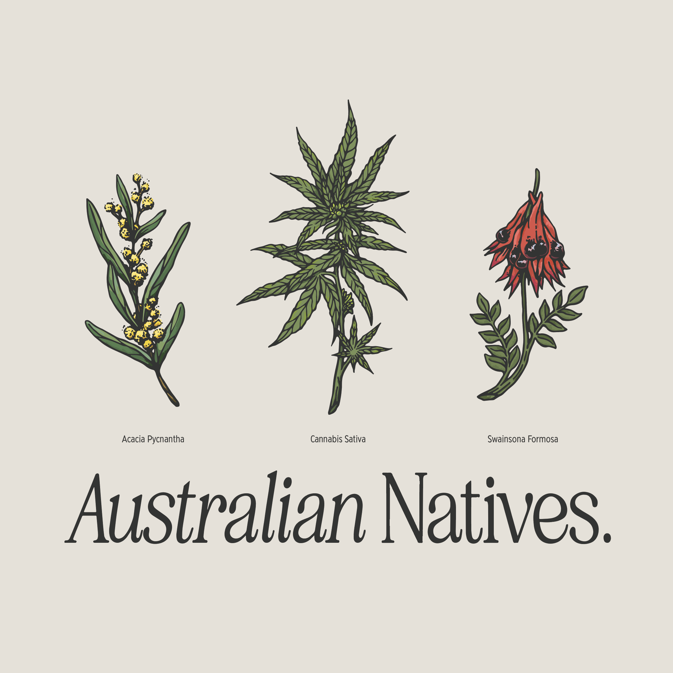 Aus-Natives_D2_close-up